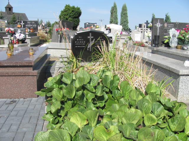 Grób Piotr Ziarko